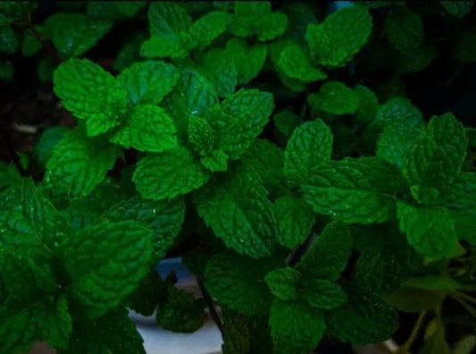 Peppermint Essential Oil