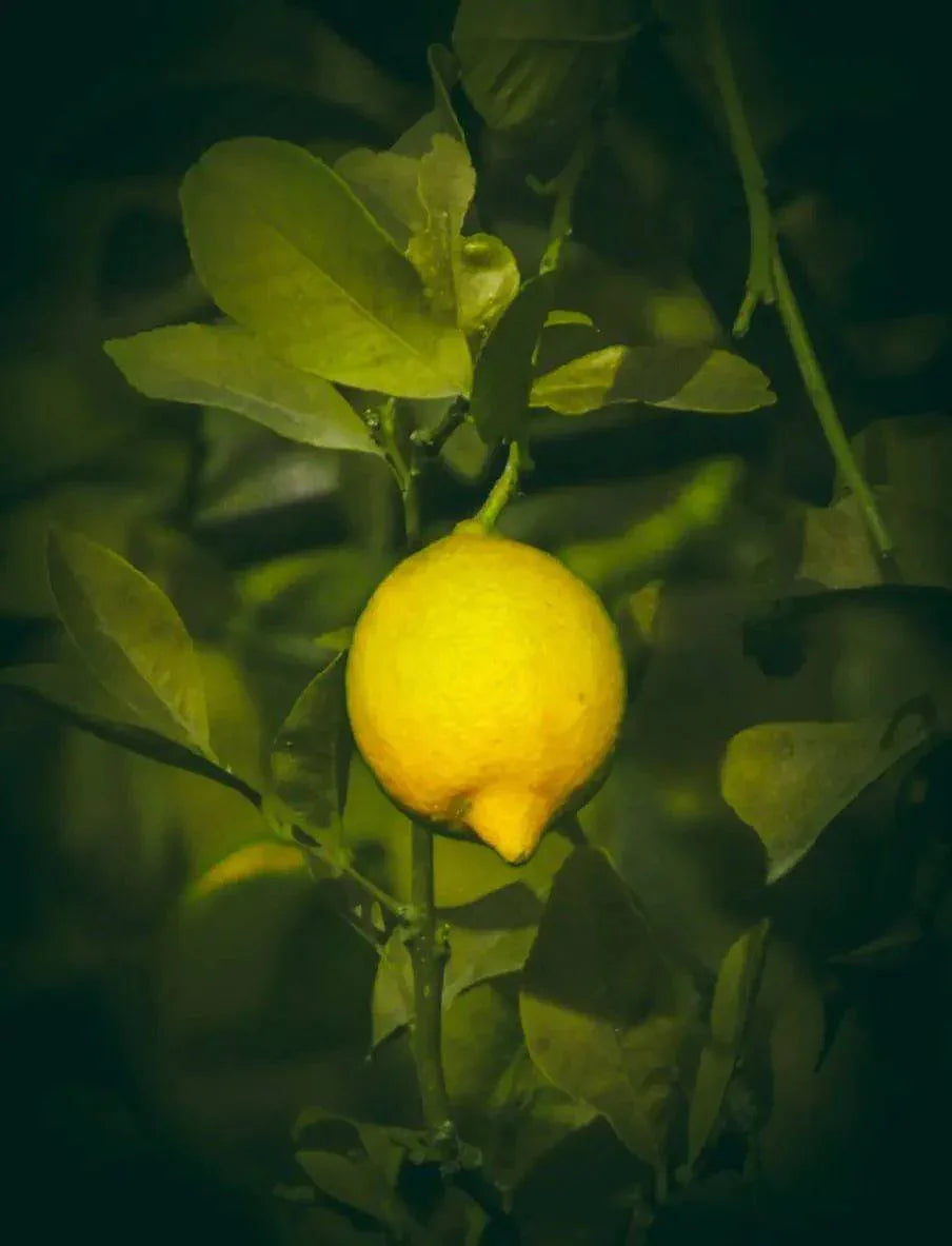 Lemon Essential Oil