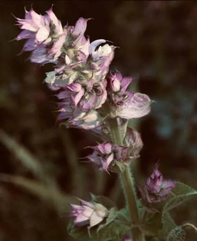 Clary Sage Essential Oil