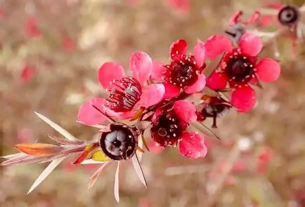 Organic Mānuka Essential Oil