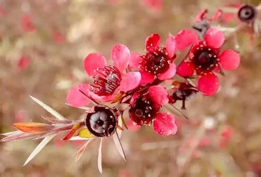 Organic Mānuka Essential Oil