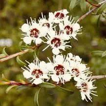 Organic Kānuka Essential Oil