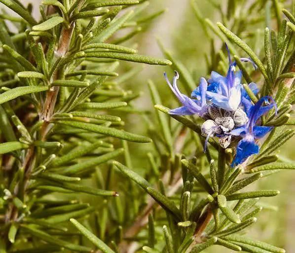 Organic Rosemary Essential Oil